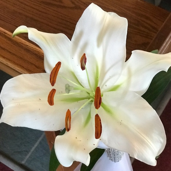 Meet your Posher, Yolanda - Picture 1 of 1